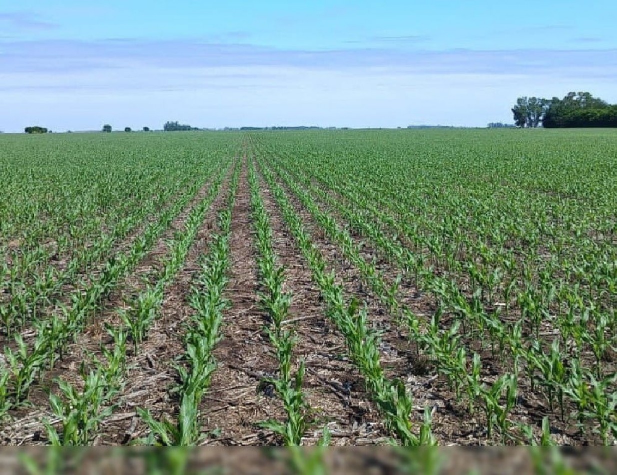 CAMPO DE 127,5 HECTAREAS EN UDAQUIOLA, PARTIDO DE AYACUCHO